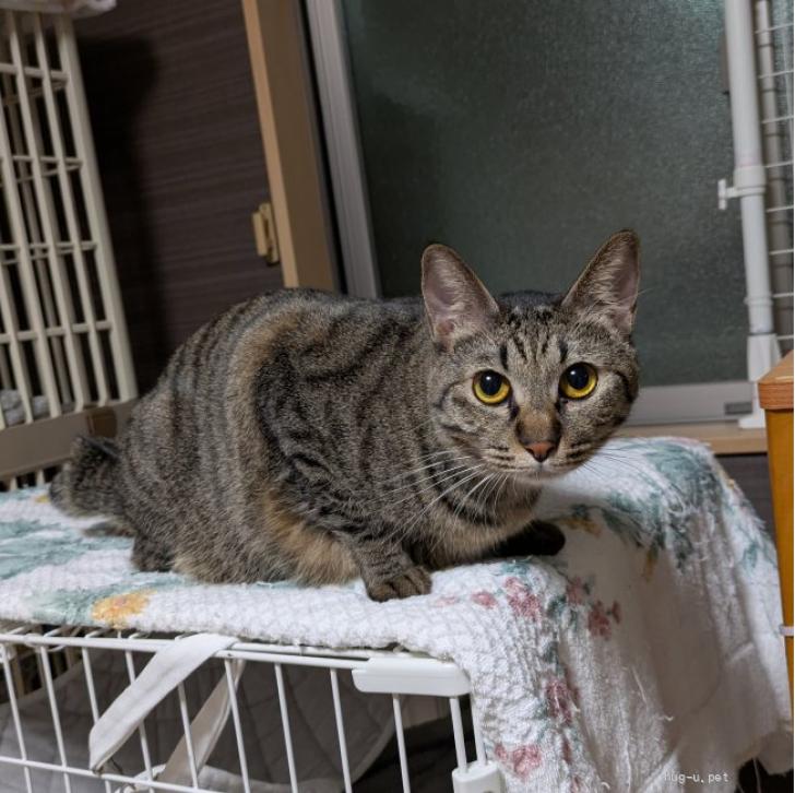 明治期後期の欧米お里帰り品アンティークの眠り猫里親募集中　古玩　戦前土人形 明治期後期の欧米お里帰り品アンティークの眠り猫里親募集中 古玩