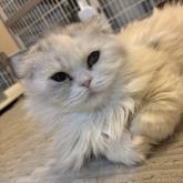 スコティッシュフォールド