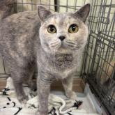 スコティッシュフォールド