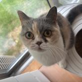 ブリティッシュショートヘア