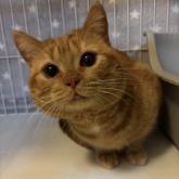 アメリカンショートヘア