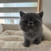 エキゾチックショートヘア