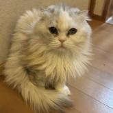 スコティッシュフォールド