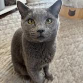 ロシアンブルー