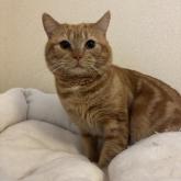 アメリカンショートヘア