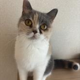 ブリティッシュショートヘア