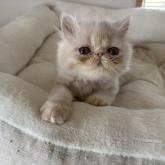 エキゾチックショートヘア