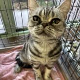 アメリカンショートヘア