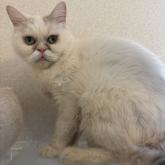 エキゾチックショートヘア