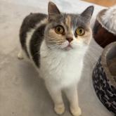 ブリティッシュショートヘア