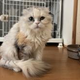 スコティッシュフォールド