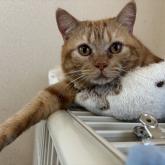 アメリカンショートヘア