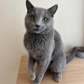 ロシアンブルー