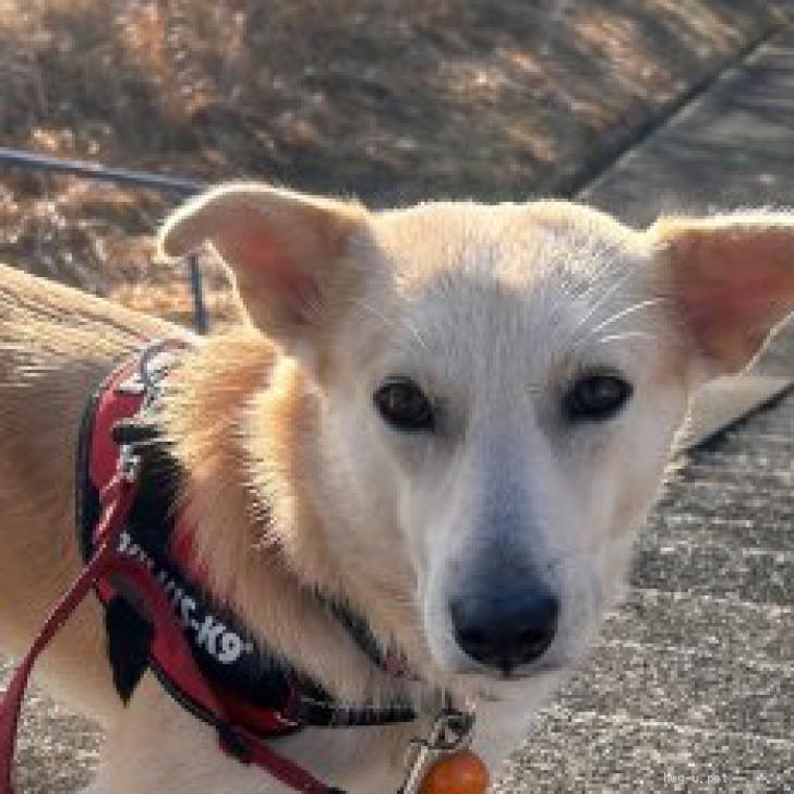 犬の里親募集】神奈川県・雑種・温厚で物静かなワンちゃんです。（ID