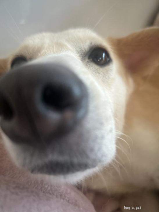 犬の里親募集】神奈川県・雑種・温厚で物静かなワンちゃんです。（ID