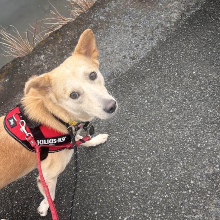 犬の里親募集】神奈川県・雑種・温厚で物静かなワンちゃんです。（ID