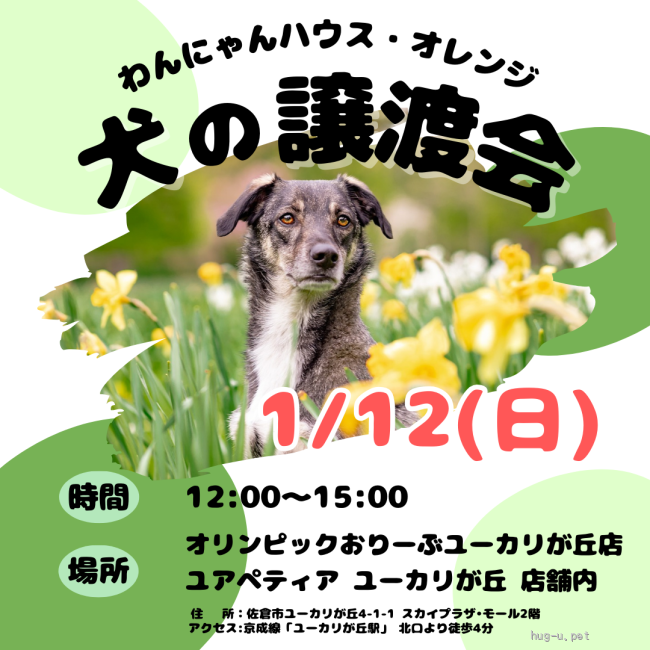 譲渡会 わんにゃんハウス・オレンジ☆犬の譲渡会(千葉県)｜ハグー -みんなのペット里親情報