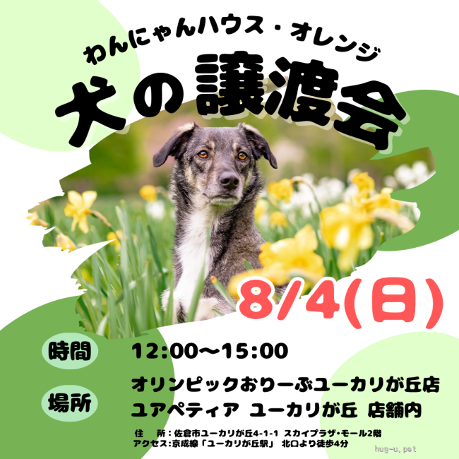 譲渡会 わんにゃんハウス・オレンジ☆犬の譲渡会(千葉県)｜ハグー -みんなのペット里親情報