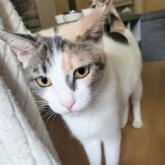 雑種