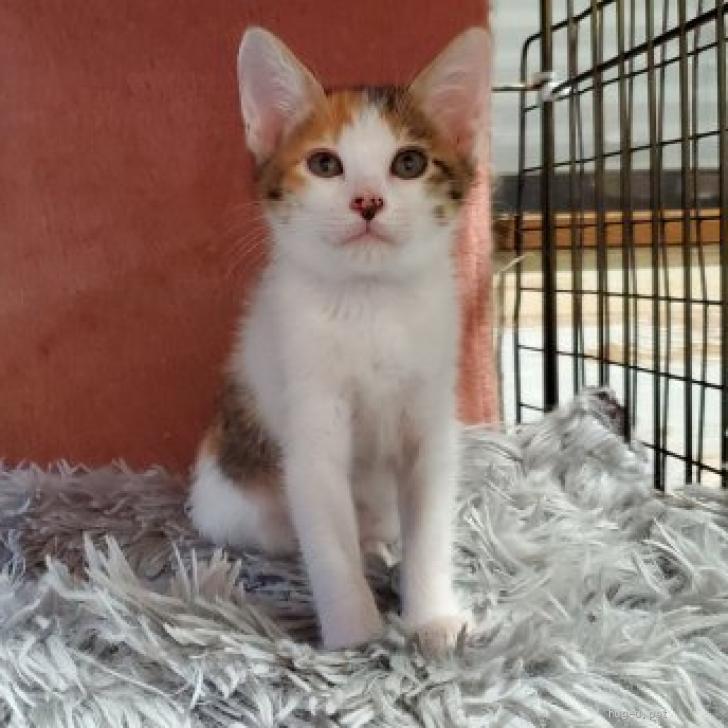 猫の里親募集】千葉県・雑種・なかよしミケ姉妹❤️（ID:2607-01182