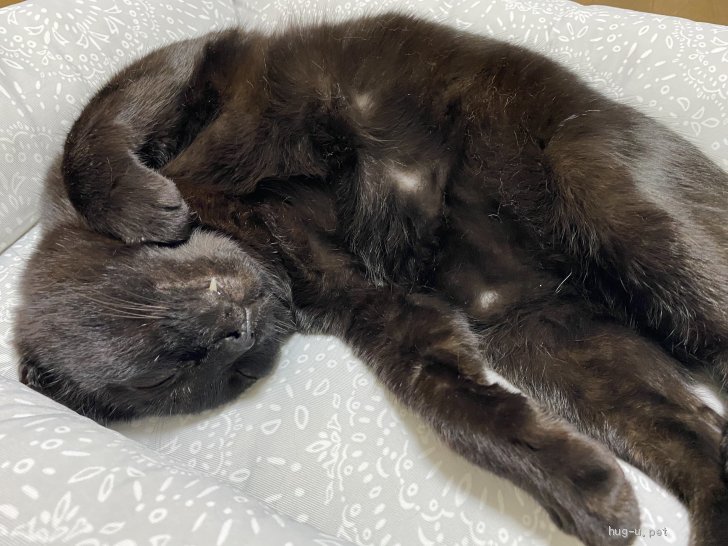 猫の里親募集】東京都・雑種・【緊急】小柄で少し臆病な黒猫ちゃん 