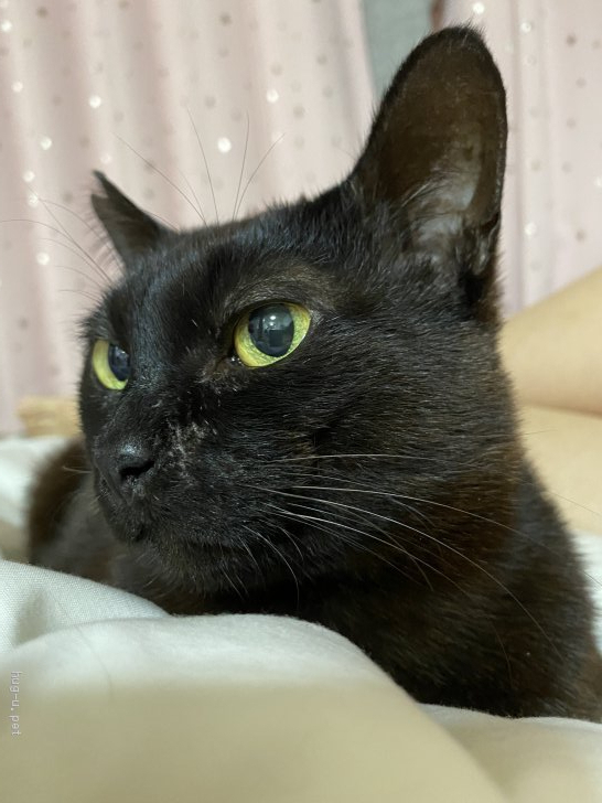 猫の里親募集】東京都・雑種・【緊急】小柄で少し臆病な黒猫ちゃん 