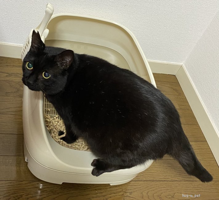 猫の里親募集】東京都・雑種・【緊急】小柄で少し臆病な黒猫ちゃん 