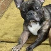 フレンチブルドッグ