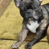 フレンチブルドッグ