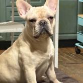 フレンチブルドッグ