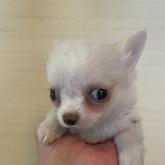 チワワ(ロング)