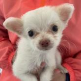 チワワ(ロング)