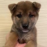 柴犬