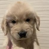 ゴールデンレトリバー