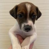 ジャックラッセルテリア