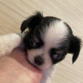 チワワ(ロング)