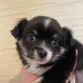 チワワ(ロング)