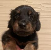 ミニチュアダックスフンド(ロング)