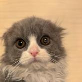 スコティッシュフォールド