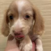 カニンヘンダックスフンド(ロング)