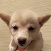 柴犬