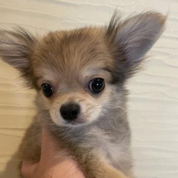 犬 × 島根県 × チワワ(ロング)の里親募集一覧｜ハグー -みんなのペット