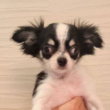 犬 × 長野県 × チワワ(ロング)の里親募集一覧｜ハグー -みんなのペット