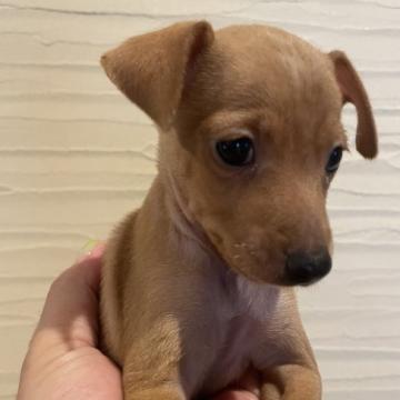 犬 × 青森県 × ミニチュアピンシャーの里親募集一覧｜ハグー -みんなの