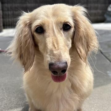 犬 × 岡山県 × ミニチュアダックスフンド(ロング)の里親募集一覧