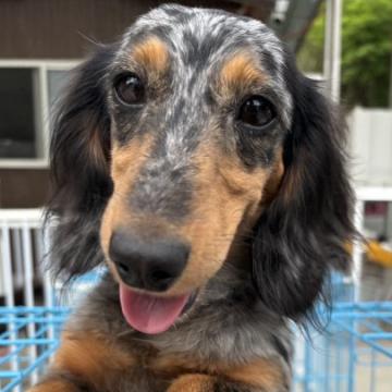 犬 × 大分県 × ミニチュアダックスフンド(ロング)の里親募集一覧