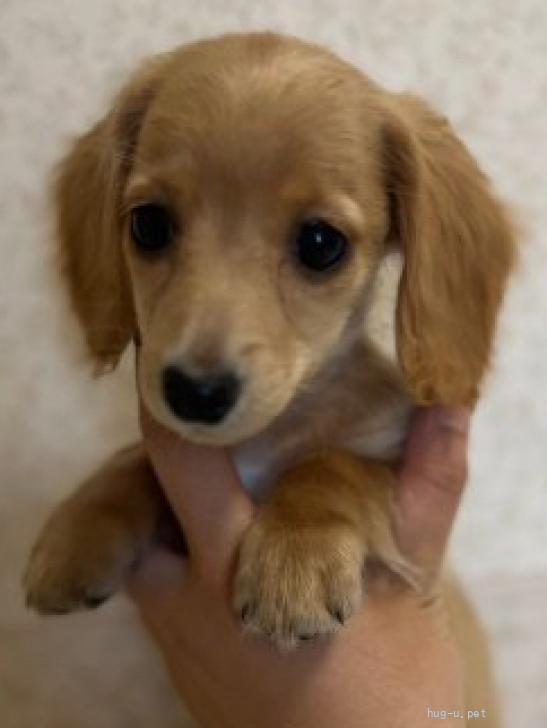 犬の里親募集】奈良県・ミニチュアダックスフンド(ロング)・Mダックス