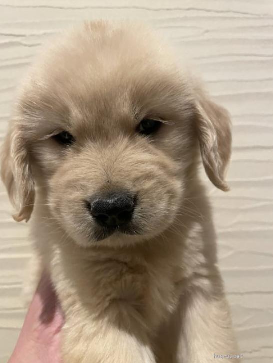 犬の里親募集】奈良県・ゴールデンレトリバー・ゴールデンの子犬（ID