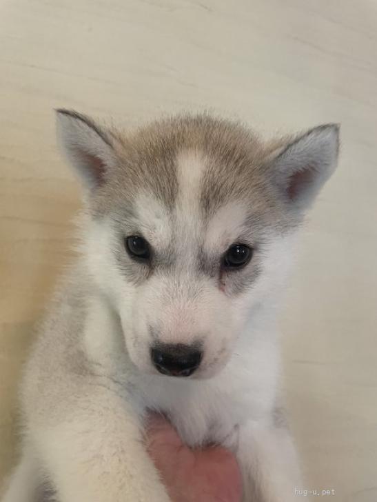 犬の里親募集】奈良県・シベリアンハスキー・特別に募集します