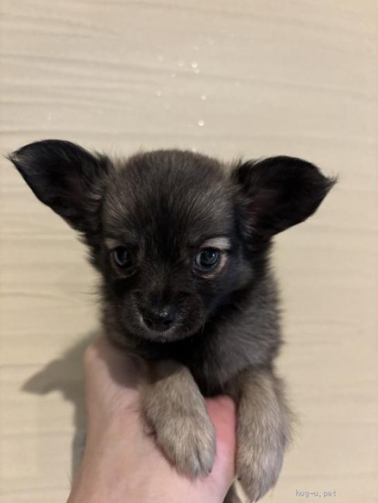 犬の里親募集】奈良県・マルチーズ×チワワ・チワワ×マルチーズの子犬